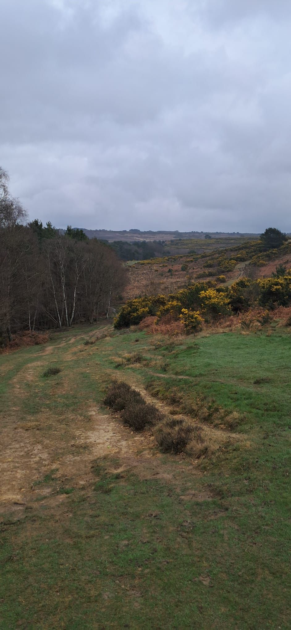 Heathland on Ashdown Forest Walk